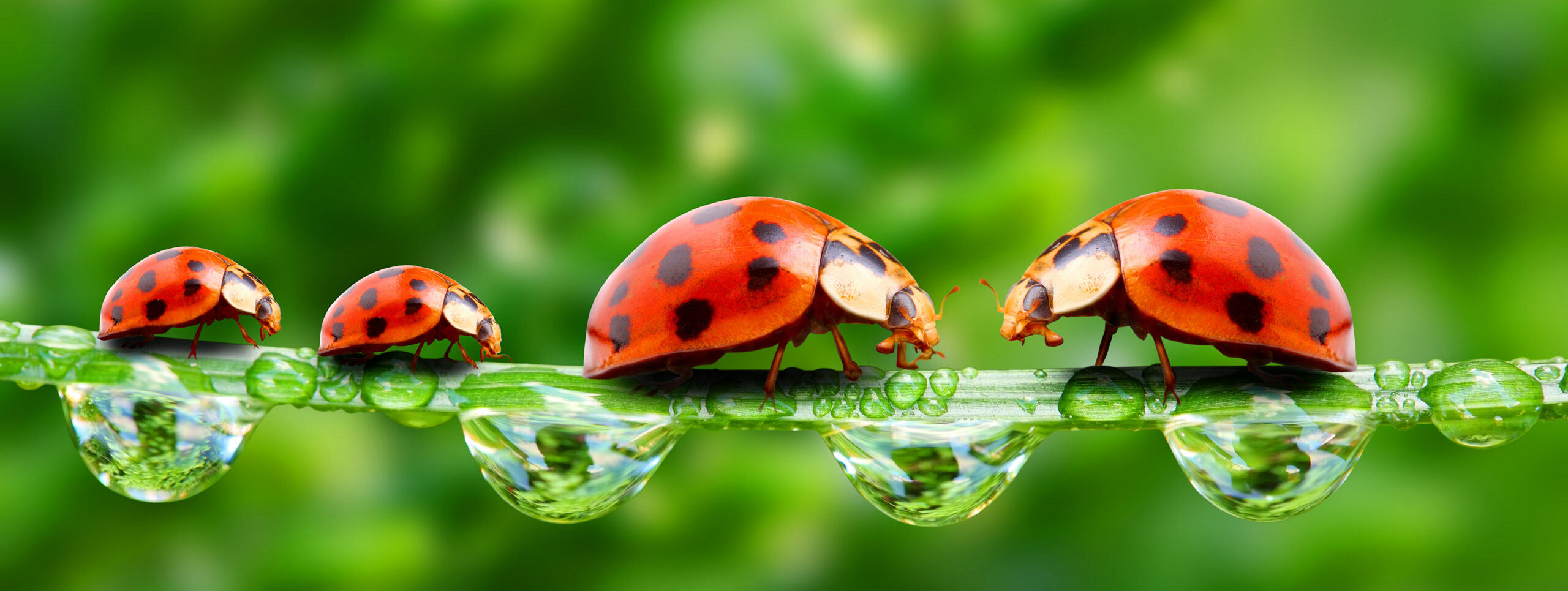 Ladybugs